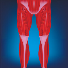Human legs bekoi on a blue background. Anatomy of the muscles of the legs, hind limbs. Medical poster. Vector illustration