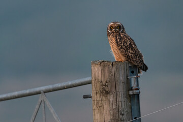 Young short-eared owl (Asio flammeus) perched on a fence post, Perthshire, Scotland