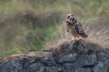 Curious young short-eared owl (Asio flammeus) perched on a stone wall by the roadside, Perthshire, Scotland