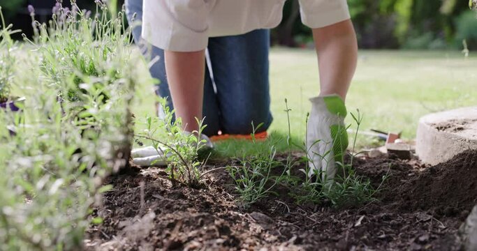 Close-up of a woman working in garden planting a lavender into the ground