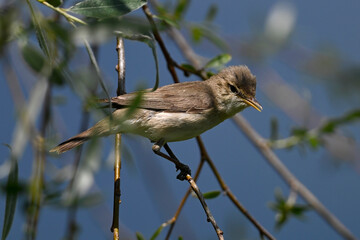Eastern olivaceous warbler // Blaßspötter (Iduna pallida) - Lake Kerkini, Greece