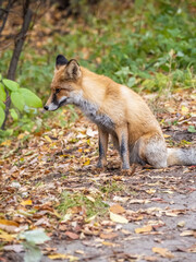 Close up of a red fox Vulpes vulpes, sitting on a path in the forest.