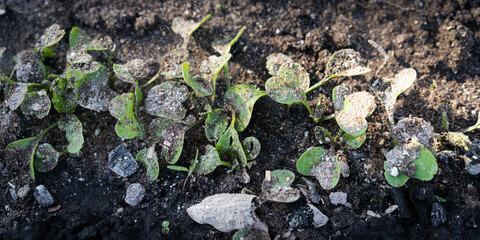 a small radish sprout sprinkled with ash, crop protection from midges and fertilizer for the crop, ash for plants, banner