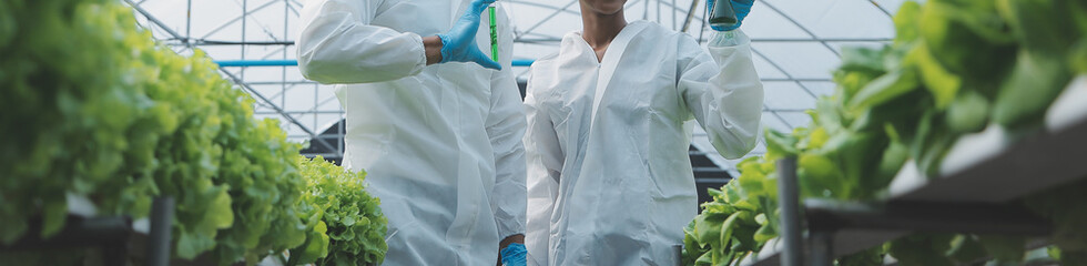 Organic farm ,Worker testing and collect environment data from bok choy organic vegetable at...