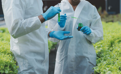 Organic farm ,Worker testing and collect environment data from bok choy organic vegetable at greenhouse farm garden.