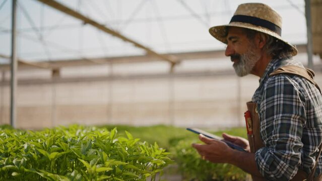 Happy farmer working in his greenhouse. Senior man taking care of his farm and harvest in his small business start up
