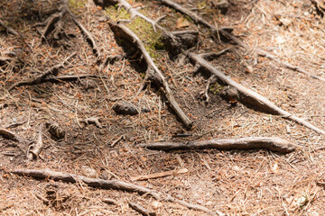 Bare roots. Walk trail, narrow path through lush coniferous forest with dense roots network on the ground
