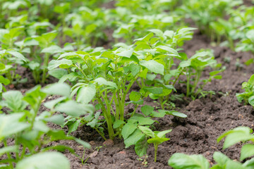 Growing potato plant in a field. Summer season