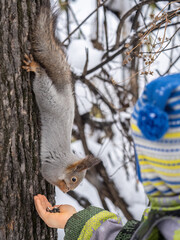 A little child in winter feeds a squirrel with a nut.