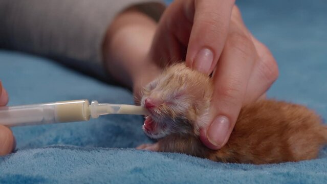 The newborn blinde ginger kitten, who was left without a mother cat, is fed from a syringe with powdered milk for newborn kittens