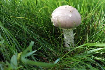 Mushroom. Meadow mushroom. Grows among the grass. Close-up. Selective focus. Copyspace