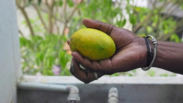 A male hand holds and inspects the washed Alphonso or Badami mango fruit