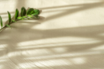 Blurred background with green branch and sun shadows for mockup copy space design