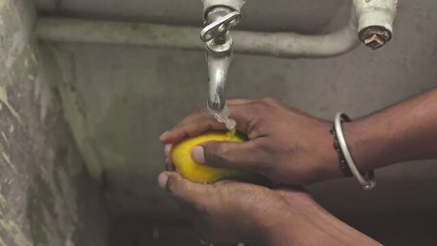 Male hands wash Alphonso or badami mango fruit under tap water at home