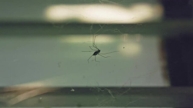 A macro view of a long-legged spider perched on the web at a window