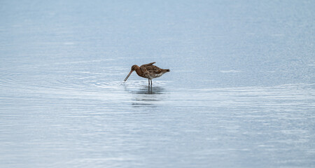 Black Tailed Godwit, Dorset, England