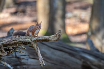 Red Squirrel, Dorset, England