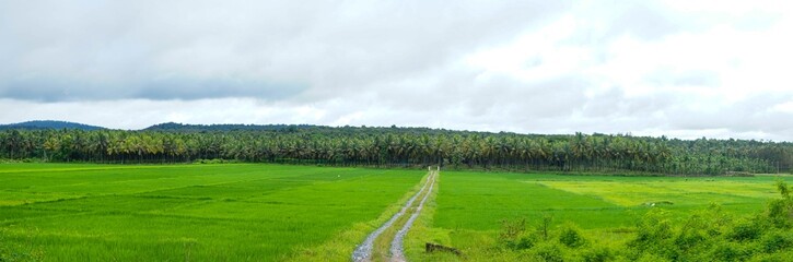 Fototapeta na wymiar Panoramic view of a paddy field and coconut plantation