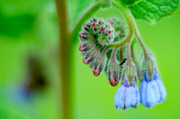 The Symphytum asperum flowers in micro-photo