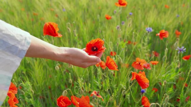 A beautiful female hand is holding a red poppy flower on green sunny field at dawn. Woman touching with her fingers the bud of a wild flower close-up. Concept of unity with nature, rest and relaxation