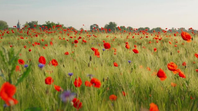 Red poppies sway in the wind among spikelets of wheat and cornflower flowers against the background of the morning sky and the church on horizon - panorama. Beautiful nature landscape on poppy field