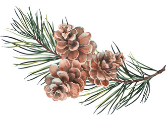Forest pine branches with cones. Watercolor illustration on white background.