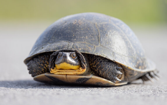 Blandings turtle crossing the road in the sunshine in Ottawa, Canada