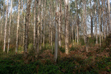 Obraz premium Eucalyptus forest on the Camino de Santiago de Compostela. 