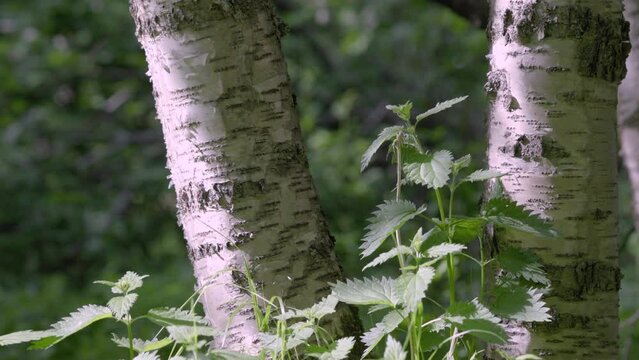 Nettles grow at the base of a birch tree