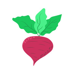 Vector beetroot isolated on white background. Beetroot flat icon.