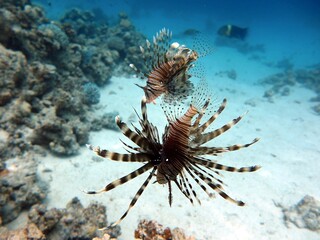 tow lionfish hanging in midwater of red sea