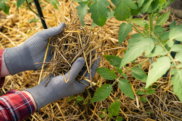 mulching tomatoes in the greenhouse with straw, the farmer's hands hold straw, dried cereals as protection against late blight