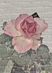 pink rose on old paper