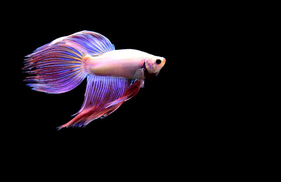 Betta fish Purple Veiltail, Siamese fighting fish on isolated black background.