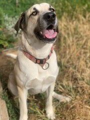 Happy dog ​​puppy in nature