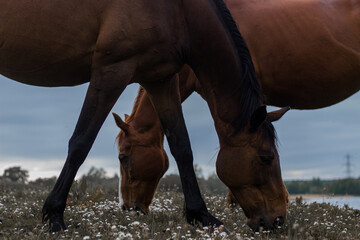 Horses grazing in a meadow 