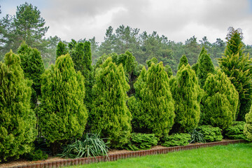 Fototapeta premium Drzewka iglaste w ogrodzie, tuje świerki i cyprysy 