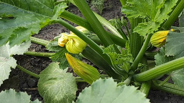 Young zucchini on a plant with flowers in the garden