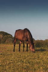 Horses grazing in a meadow 