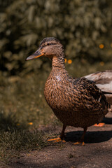 Ducks, waterfowl, mallard ducks