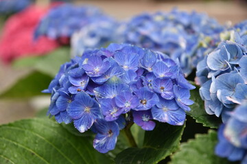 形原紫陽花の里　あじさい祭り