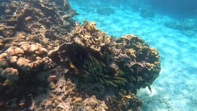 A school of yellow and blue striped grunt and schoolmaster fish swimming along the rock and coral reef