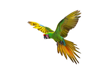 Beautiful of Great green macaw flying isolated on transparent background png file	