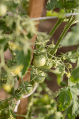 Green tomato plant growing in the greenhouse. Organic food agriculture concept.