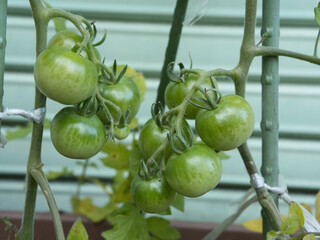 青いトマト
