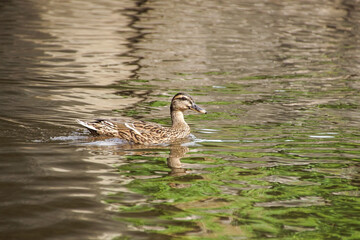 duck on the bank