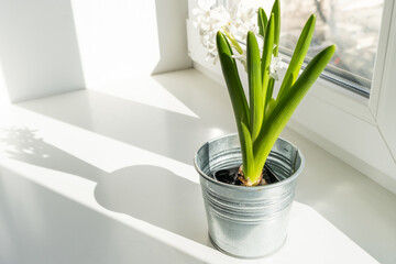 Hyacinth sprout with white flowers, spring flowers on the windowsill