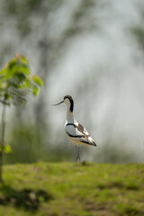 a pied avocet standing on grass