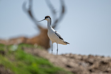 a standing pied avocet with blurred elk on background