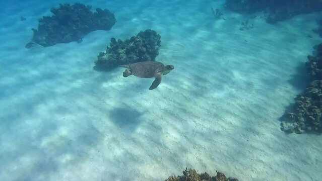 Sea turtle swimming among the rock and coral reef